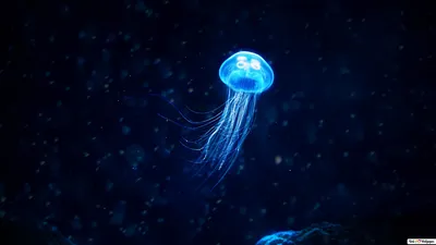 Медуза монстр - 49 фото