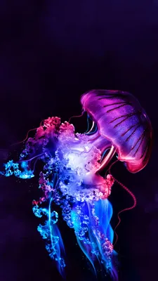 Медуза [45 картинок]