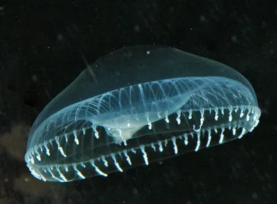 Вначале была медуза: зачем ученым светящиеся белки? — Naked Science