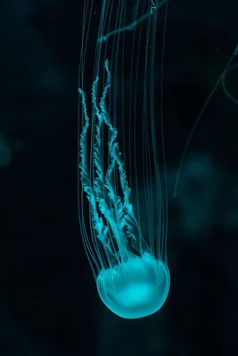 Фотообои Яркая бирюзовая медуза №nus_10493 - цена, фото, отзывы | АВС-Decor