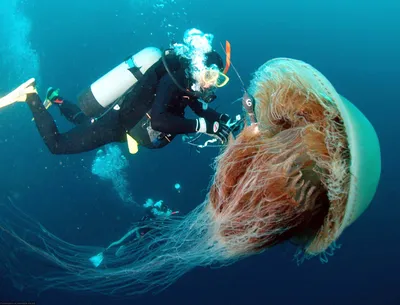 Самая большая медуза в мире | Lion's mane jellyfish, Lion mane, Ocean  creatures