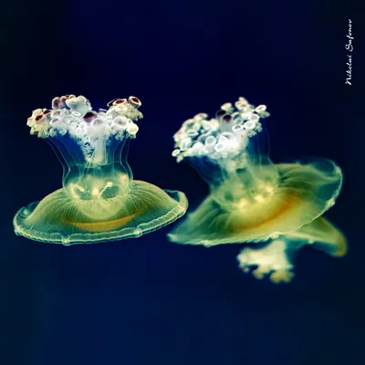 Медуза яичница, M 2-3 см