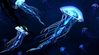 Волшебная медуза - 58 фото