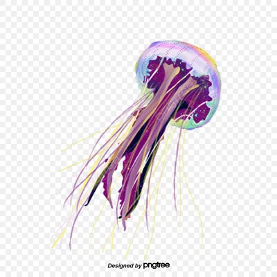 пестрый медуза PNG , медуза, море, морской организм PNG картинки и пнг PSD  рисунок для бесплатной загрузки