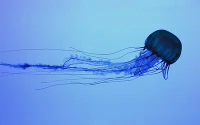 Картинка Синяя медуза » Медузы » Животные » Картинки 24 - скачать картинки  бесплатно