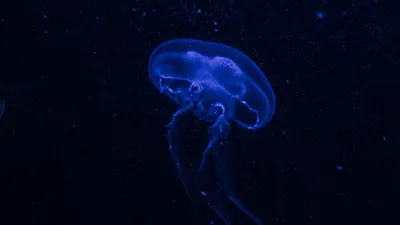 Скачать 1920x1080 медуза, подводный мир, свечение, фосфор, гидроидная медуза,  темный, синий обои, картинки full hd, hdtv, fhd, 1080p