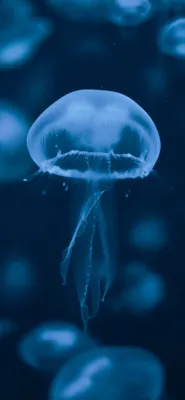 Медуза картинка #540769 - Обои Медуза, вода, синий, cnidaria,  биолюминесценция для iPhone X / XS бесплатно, заставка 1125x2436 - скачать  картинки и фото - скачать