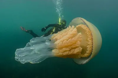 Найдена аномально большая медуза размером с человека: Звери: Из жизни:  Lenta.ru