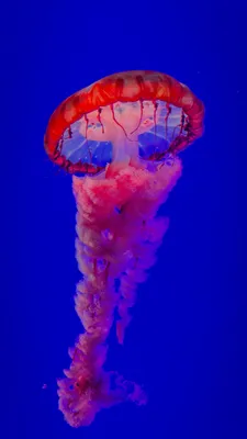 Обои самая красивая медуза, Медуза, вода, морские беспозвоночные, синий на  телефон Android, 1080x1920 картинки и фото бесплатно