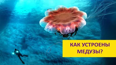 Медузы в Черном море