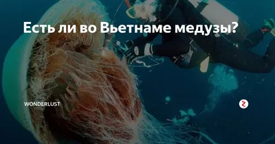 Есть ли во Вьетнаме медузы? | Wonderlust | Дзен