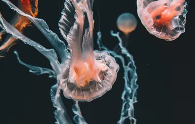 Обои вода, медуза, медузы, щупальца, под водой картинки на рабочий стол,  раздел разное - скачать