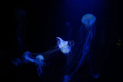 Созвездие медузы - 43 фото