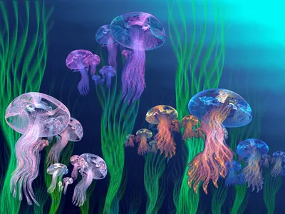 Картинка Красивые медузы » Медузы » Животные » Картинки 24 - скачать  картинки бесплатно