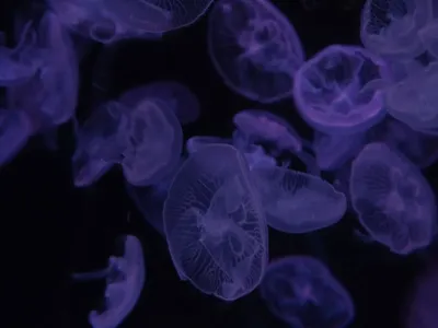Медузы картинка #566313 - Скачать 1400x1050 медузы, темный, красиво,  фиолетовый обои, картинки стандарт 4:3 - скачать