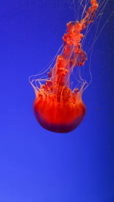 Обои Красные медузы, беспозвоночных, морские беспозвоночные, Медуза,  cnidaria на телефон Android, 1080x1920 картинки и фото бесплатно
