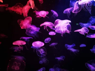 Цветные медузы - 80 фото