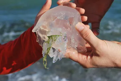Медузы, обитающие в Черном море — фото, описание и опасны ли для человека —  Природа Мира