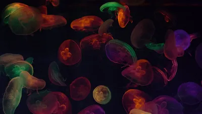 Обои медузы, щупальца, разноцветный, темный картинки на рабочий стол, фото  скачать бесплатно
