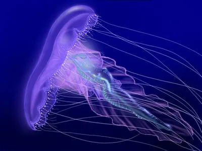 Картинка Медузы Подводный мир Животные Цветной фон