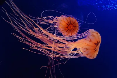 Какими бывают медузы? | Животные | ШколаЖизни.ру