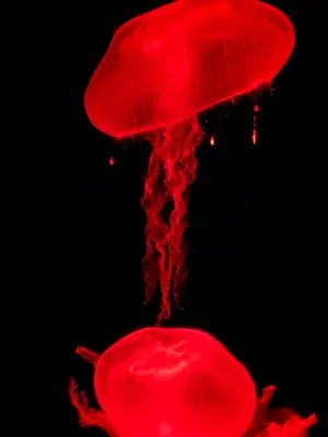 Бесплатные Красные медузы стоковые фотографии | FreeImages