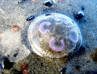 ФОТО читателя Delfi: Ушастые медузы приплыли на экскурсию в Таллинн - Delfi  RUS