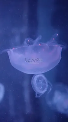 Подводная фотография медузы изображение_Фото номер 501618961_JPG Формат  изображения_ru.lovepik.com