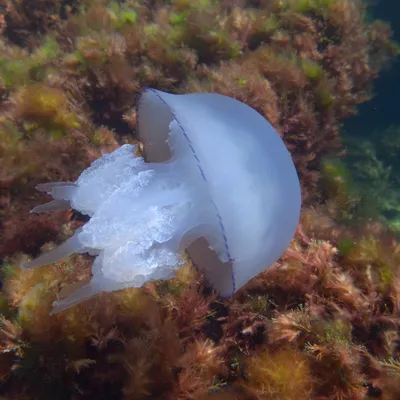 Самые опасные медузы Земли атаковали австралийцев: Происшествия:  Путешествия: Lenta.ru