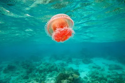 Медузы Тихого океана - 58 фото