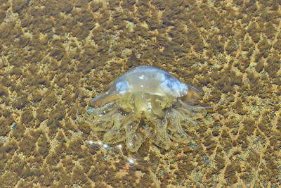 Есть ли в Кирилловке медузы и водоросли на пляжах - Запорожье Vgorode.ua