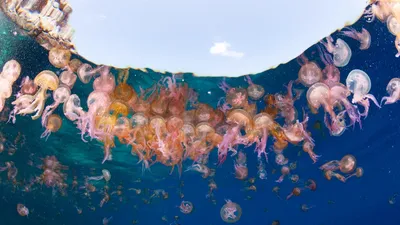 Потерянный рай: российских туристов на Гоа атакуют смертельно опасные медузы