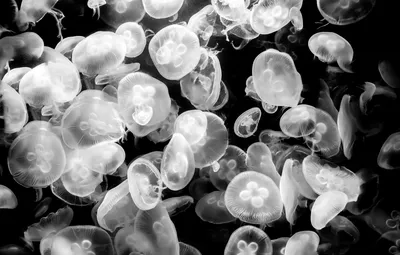 Обои медузы, подводный мир, черно-белое фото, jellyfish. Aquarium Berlin  картинки на рабочий стол, раздел природа - скачать