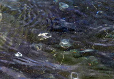 Ядовитые медузы атаковали юго-восточные пляжи Сахалина - SakhalinMedia