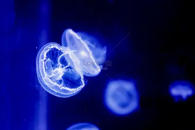 Светящиеся маленькие медузы изображение_Фото номер 501297618_JPG Формат  изображения_ru.lovepik.com