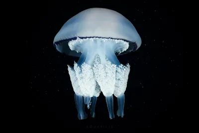 Из экологической проблемы азовские медузы превратятся в мармелад — Naked  Science