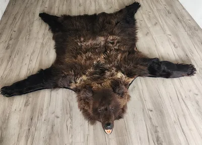 Шкура медведя без головы 160 см, цена в Москве от компании Мастерская  трофеев