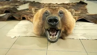 Ковёр из шкуры медведя (темный) - [арт.162-16], цена: 172900 рублей.  Эксклюзивные медведь, шкуры в интернет-магазине подарков LuxPodarki.