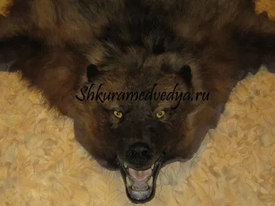 🐻 Купить шкуру медведя с головой не подшитой: 79 000 руб, цена в  Краснодаре - интернет-магазин Дикоед