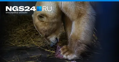 Чучело крупного медведя 90х90х240 см, цена в Москве от компании Мастерская  трофеев