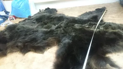 Шкура медведя без головы 170 см купить с доставкой по России в мастерской  Подорова