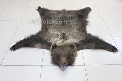 Ковер из шкуры медведя с головой 150 см купить в студии таксидермии Трофеи  России