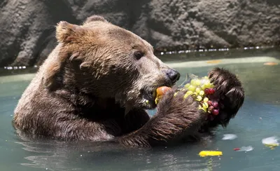 The bear cub eats honey. Медвежонок ест мёд. PNG. | Медвежонок, Медведь,  Животные