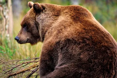 Большой медведь гризли во фраке …» — создано в Шедевруме