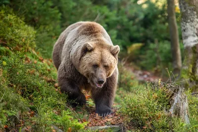 Медведь гризли Brown стоковое фото. изображение насчитывающей рот - 26970616