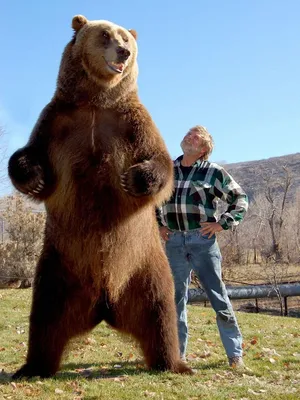 112 671 рез. по запросу «Grizzly медведь» — изображения, стоковые  фотографии, трехмерные объекты и векторная графика | Shutterstock