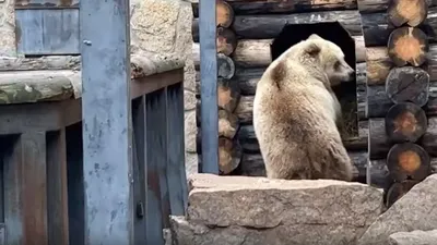 Картина, изображающая бурого медведя в снегу.