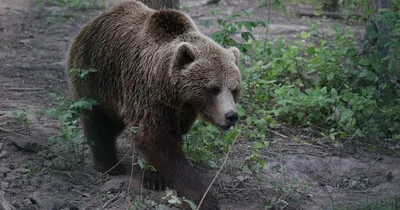 Медведь-людоед догоняющий человека в…» — создано в Шедевруме