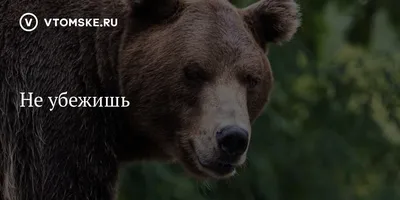 МЕДВЕДЬ ЛЮДОЕД СЛУЧАЙ в ЛЕСУ СУДЬБА ЗЕКИ ПОБЕГ в ТАЙГЕ ДЕТЕКТИВЫ ЖИЗНЬ в  ТЮРЬМЕ ИСТОРИИ из ЖИЗНИ 11 - YouTube