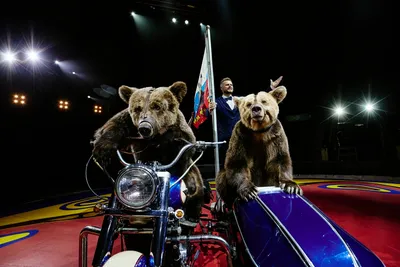 Иллюстрация Медведь на велосипеде в стиле компьютерная графика |